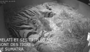 Naissances de deux tigres
