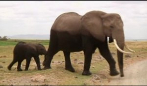 Afrique, Le secret de la puissance de l'odorat des éléphants révélé par des chercheurs