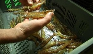Des gambas "made in France"