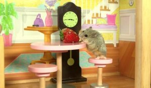 Hamster nain dans un manoir