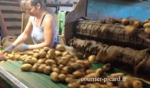 Tri des pommes de terre dans la Somme