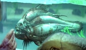 Bande-annonce : Piranha 3D VOST (2)
