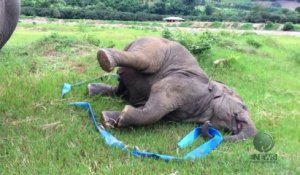 Un éléphant joue avec un ruban bleu!