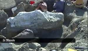 Le plus gros dinosaure jamais découvert aurait été trouvé en Argentine