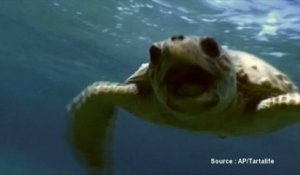 Des filets spéciaux pour sauver les tortues de Méditerranée