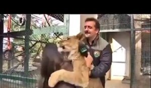 Une lionne fait un gros câlin à une journaliste