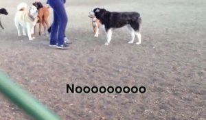 Husky trop mignon ne veut pas quitter ses copains. Il hurle à la mort dans le parc.