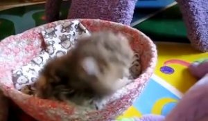 Vidéos de bébés chats mignons