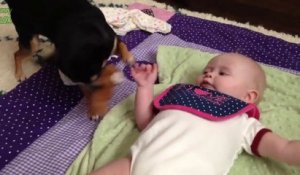 Des bébés qui jouent avec des chiens adorables : compilation hilarante!