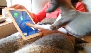 Les chiens aussi ont le droit de jouer sur l'iPad !