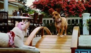 Le Chihuahua de Beverly Hills - Trailer (VO)