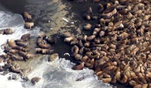 Alaska : faute de banquise, 35 000 morses s'entassent sur une plage
