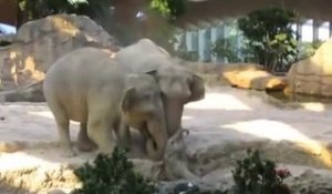Des éléphants aident un éléphanteau au zoo