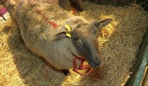 Vaches, moutons, alpagas et autruches investissent le Salon de l'Agriculture