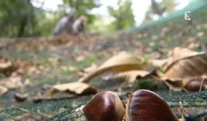 Les châtaignes de Saint-Martin-de-Bouboux en Lozère