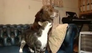 Adorable : ce chat aide ce chien aveugle lors de ses déplacements