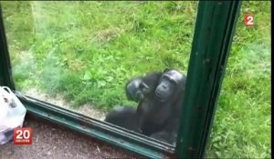 Langage des signes chez le chimpanzé