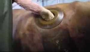 Des vaches à hublot pour réduire les gaz à effets de serre