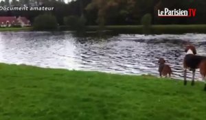 Chasse à courre : il filme la noyade d'un cerf