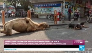 Des chameaux mutilés par des mendiants scandalisent les internautes - CHINE