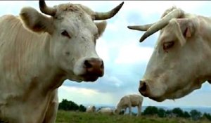 Bande-annonce : Bovines ou la vraie vie des vaches