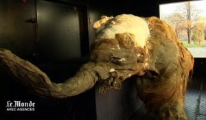 Un bébé mammouth (de 39 000 ans) exposé à Moscou
