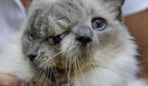 Frank et Louie : le premier chat à deux têtes à vivre plus de 12 ans !
