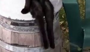 Un chat assis balance ses pattes