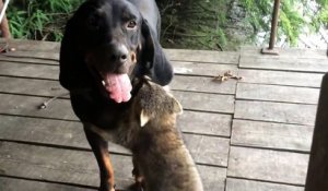 Une amitié entre un chien et un raton laveur