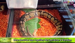 Reportage - 1ère bourse aux Reptiles de Lorraine à Verdun