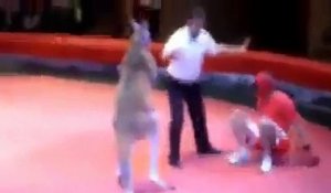 Un boxeur se fait éclater lors d'un combat contre un kangourou