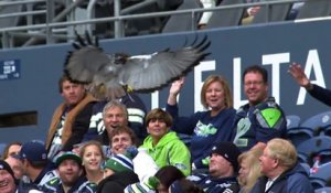 La mascotte des Seattle Seahawks, un aigle,  va atterrir sur la tête d'un fan!