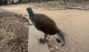 Un oiseau-lyre imite le bruit d'un pistolet laser