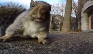 Un écureuil vole une caméra GoPro et monte avec dans un arbre