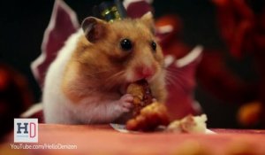 Un petit hamster et ses amis fêtent Thanksgiving... Adorable!