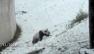 Ce Panda adore la neige... Galipettes sur galipettes!