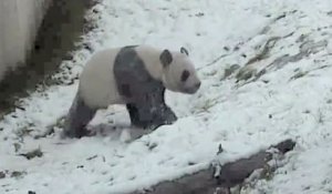 Toronto: un Panda Géant s'éclate dans la neige