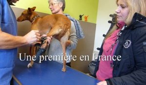 Pose de prothèse sur la patte arrière d'un lévrier espagnol à Chauny