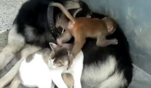 Chat, chien et singe jouent ensemble