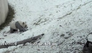 Ce panda géant, du zoo de Toronto, adore la neige... Et hop une petite glissade!