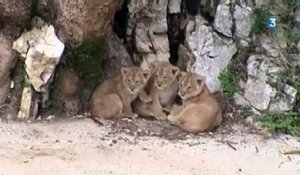 Naissance rare de trois lions d'Asie au muséum de Besançon
