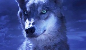 Le Dernier Loup (Wolf Totem) : la bande annonce
