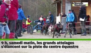 VIDEO. Déferlante de chiens de traineaux sur Lamotte-Beuvron