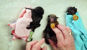 Cajoler des petites chauve-souris trop mignonnes!