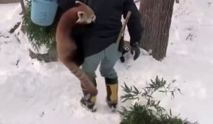 Japon : Des pandas roux très affectueux avec le gardien du zoo