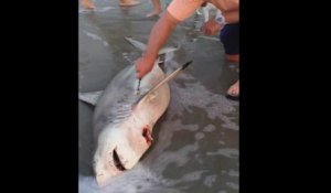 Il sauve des bébés requins du ventre de leur mère échouée