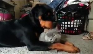 Instant tendresse un chien fait des câlins à un chat...