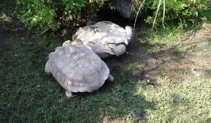 Une tortue sur le dos retournée par une autre tortue