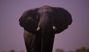 La nuit des éléphants, le film inédit - Bande-annonce