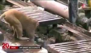Un singe fait un massage cardiaque à un autre singe